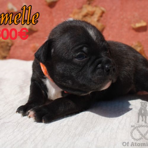 Chiots staffie à réserver #1