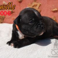 Chiots staffie à réserver #1