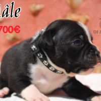 Chiots staffie à réserver #2