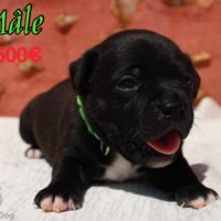 Chiots staffie à réserver