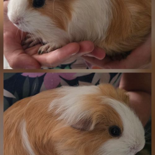 Jeune femelle cochon d’inde #2