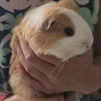 Jeune femelle cochon d’inde