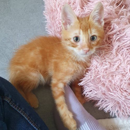 Cookie, adorable chaton à l'adoption #1