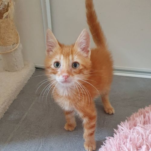 Cookie, adorable chaton à l'adoption #2