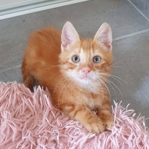 Cookie, adorable chaton à l'adoption #0