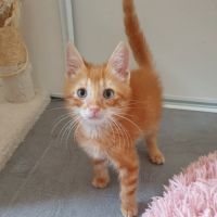Cookie, adorable chaton à l'adoption #2