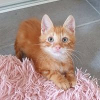 Cookie, adorable chaton à l'adoption