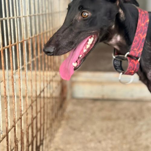 Eira élégante galga noire #1