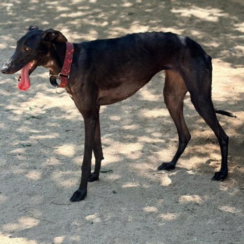 Eira élégante galga noire #2