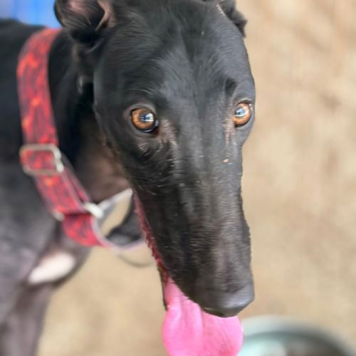 Eira élégante galga noire #3