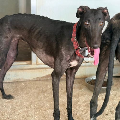 Eira élégante galga noire