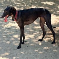 Eira élégante galga noire #2