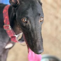 Eira élégante galga noire #3