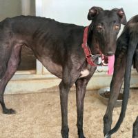 Eira élégante galga noire #0