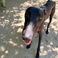 Eira élégante galga noire #5
