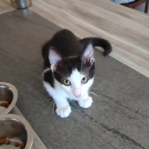 Fury, adorable chaton à l'adoption #1