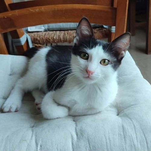 Fury, adorable chaton à l'adoption #0