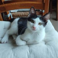 Fury, adorable chaton à l'adoption