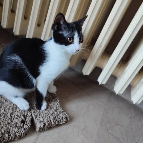 Bella°, adorable chaton à l'adoption #1