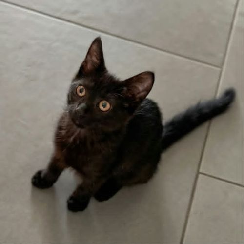 Blacky, adorable chaton à l'adoption #0