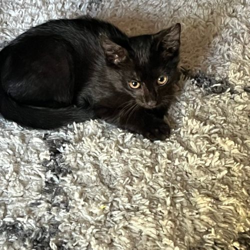 Blacky, adorable chaton à l'adoption #2