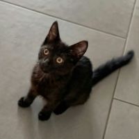 Blacky, adorable chaton à l'adoption