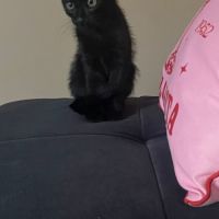 Blacky, adorable chaton à l'adoption #3