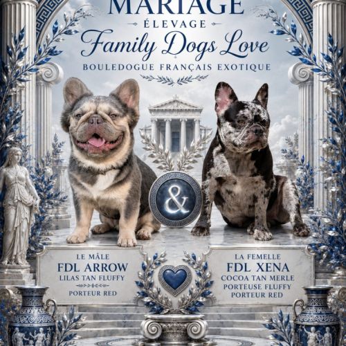Bouledogue français exotique et fluffy #1