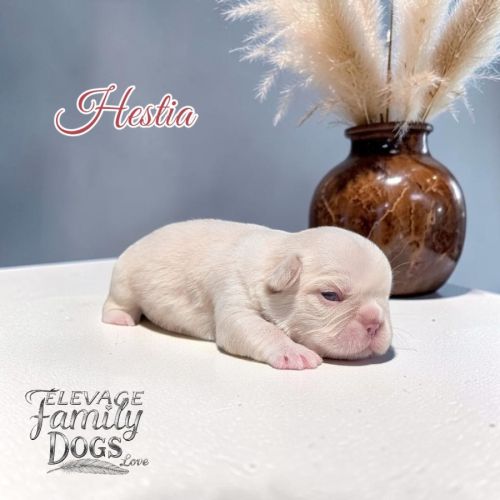 Bouledogue français exotique et fluffy #2
