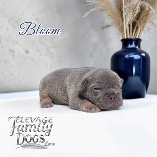 Bouledogue français exotique et fluffy #0
