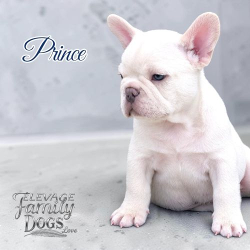 Bouledogue français exotique et fluffy