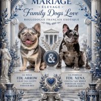Bouledogue français exotique et fluffy #1