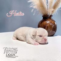 Bouledogue français exotique et fluffy #2