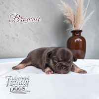 Bouledogue français exotique et fluffy #5
