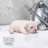 Bouledogue français exotique et fluffy #6