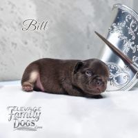 Bouledogue français exotique et fluffy #7