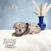 Bouledogue français exotique et fluffy
