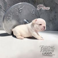 Bouledogue français exotique et fluffy