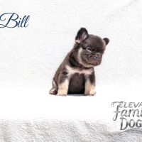 Bouledogue français exotique et fluffy