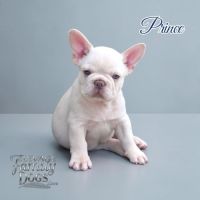 Bouledogue français exotique et fluffy #2
