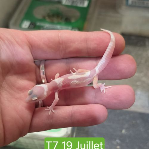 Gecko léopard juveniles #5