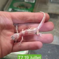 Gecko léopard juveniles #5
