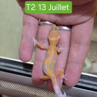 Gecko léopard juveniles #6