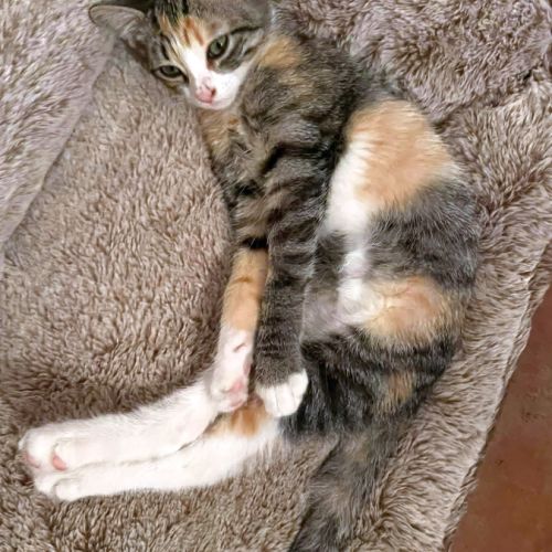 Cloe, câline, joueuse et sociable #0