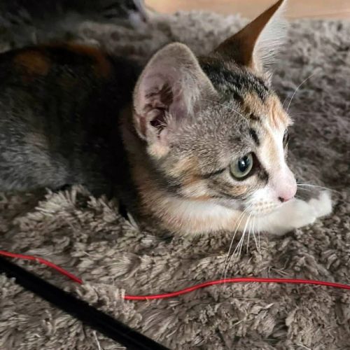 Cloe, câline, joueuse et sociable #3