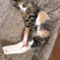 Cloe, câline, joueuse et sociable