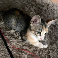 Cloe, câline, joueuse et sociable #2