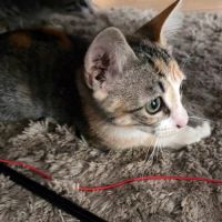 Cloe, câline, joueuse et sociable #3