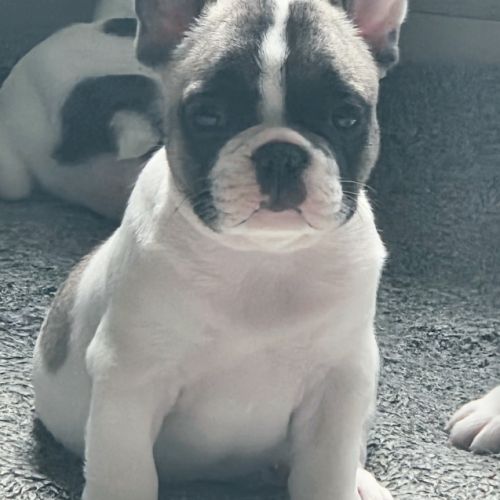 Chiot bouledogue francais lof