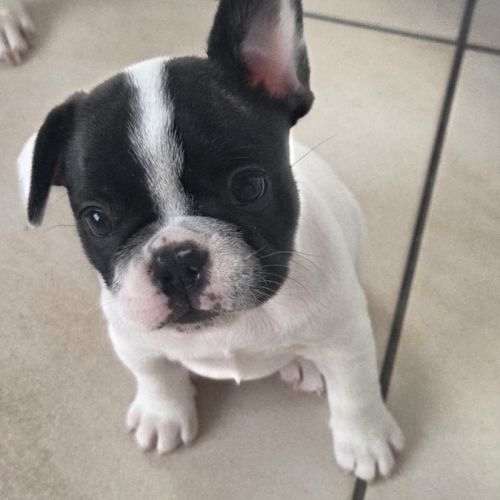 Chiot bouledogue francais lof #2
